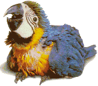 pappagalli 62
