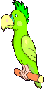 pappagalli 80