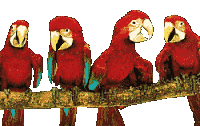 pappagalli 92