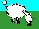 pecore 107