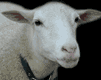 pecore 34