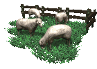 pecore 53
