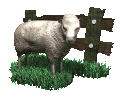 pecore 54