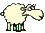 pecore 6