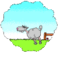 pecore 61