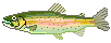 pesci 32