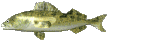 pesci 402