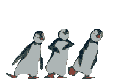pinguini 55