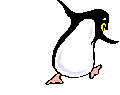 pinguini 60