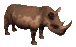 rinoceronti 1