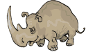 rinoceronti 3