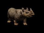 rinoceronti 6