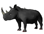 rinoceronti 7
