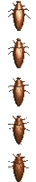 scarafaggi 10