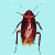 scarafaggi 3