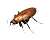 scarafaggi 6