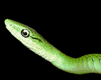serpenti 13