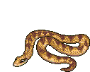 serpenti 35