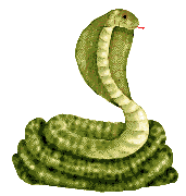 serpenti 59