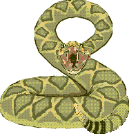 serpenti 62