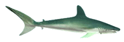 squali 29