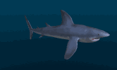squali 38