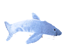 squali 71