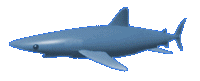 squali 82