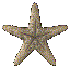 stelle marine 3