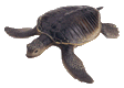 tartarughe 54