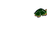 tartarughe 79