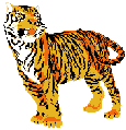 tigre leone 107