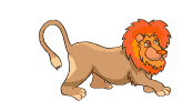tigre leone 144