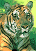 tigre leone 16