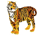 tigre leone 20