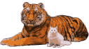 tigre leone 32