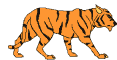 tigre leone 36