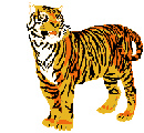 tigre leone 37