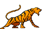 tigre leone 41