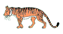 tigre leone 5