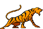 tigre leone 79