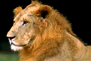 tigre leone 86