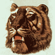 tigre leone 98
