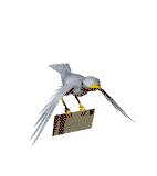 uccelli 159