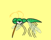 zanzare 2
