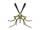 zanzare 7