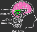 cervelli 22