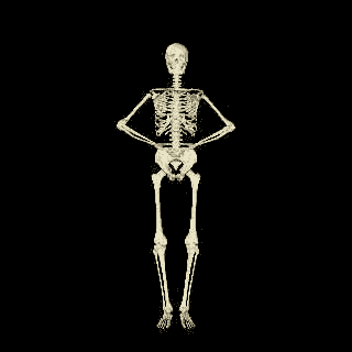 :scheletro: