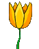 tulipani 11