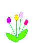 tulipani 12